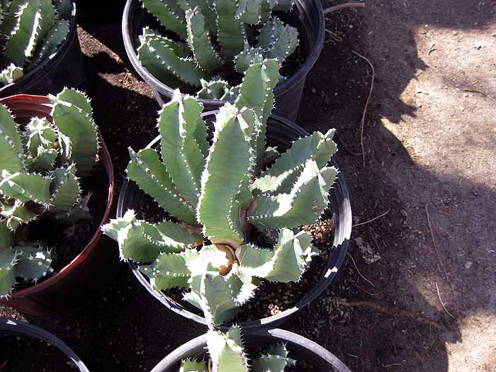 Euphorbia resinfera